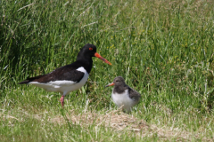 Scholekster 2-Ameland 21-6-2019 b