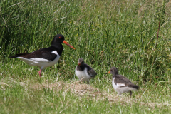 Scholekster 3-Ameland 21-6-2019