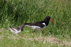 Scholekster-Ameland 21-6-2019 b