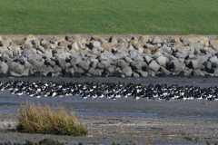 Scholekster-Schiermonnikoog 28-10-2021