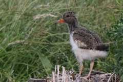 Scholekster, juv. Ameland 20-6-2019