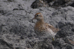 Siberische strandloper 1 NoordHolland 8-9-2015