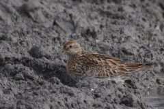 Siberische strandloper 2 NoordHolland 8-9-2015