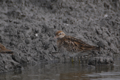 Siberische strandloper 3 NoordHolland 8-9-2015