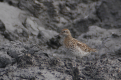 Siberische strandloper 4 NoordHolland 8-9-2015