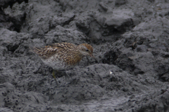 Siberische strandloper 5 NoordHolland 8-9-2015