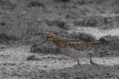 Siberische strandloper NoordHolland 8-9-2015