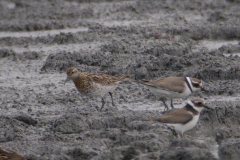 Siberische strandloper en Bontbekplevier NoordHolland 8-9 2015