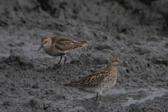 Siberische strandloper en Bonte strandloper 1 NoordHolland 8-9-2015