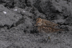 Siberische strandloper en Bonte strandloper 2 NoordHolland 8-9-2015