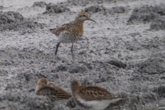 Siberische strandloper en Bonte strandloper 3 NoordHolland 8-9-2015