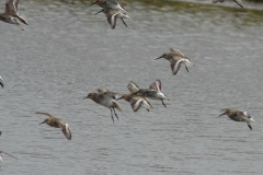 Siberische strandloper en Bonte strandloper 4 NoordHolland 8-9-2015