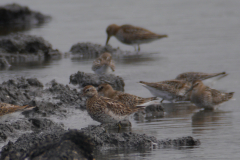 Siberische strandloper en Bonte strandloper NoordHolland 8-9-2015