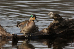 Siberische taling 1 NoordHolland 13-3-2022