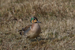 Siberische taling 2 NoordHolland 13-3-2022