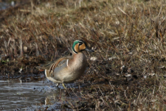 Siberische taling NoordHolland 13-3-2022