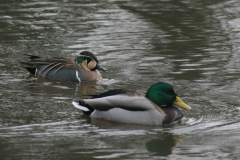 Siberische taling en Wilde eend 1-Overijssel 7-2-2010