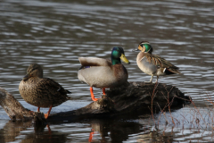 Siberische taling en Wilde eend NoordHolland 13-3-2022 b