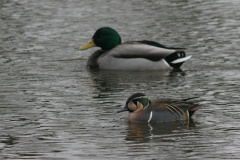 Siberische taling en Wilde eend-Overijssel 7-2-2010