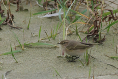 Siberische tjiftjaf 1-Texel 21-10-2015