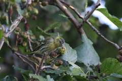 Sijs, ♂  1 Hortus Haren 10-10-2010