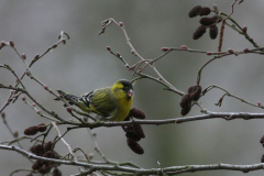 Sijs, ♂  1 Hortus Haren 21-3-2011