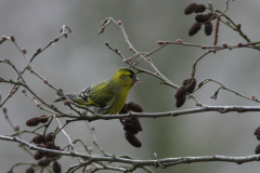 Sijs, ♂  2 Hortus Haren 21-3-2011