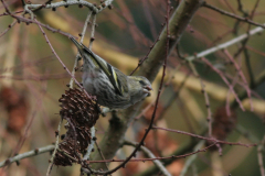 Sijs, ♀  2 Hortus Haren 25-1-2010