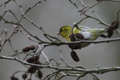 Sijs, ♂  3 Hortus Haren 21-3-2011