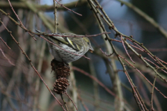 Sijs, ♀  3 Hortus Haren 25-1-2010