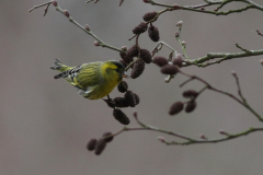 Sijs, ♂  4 Hortus Haren 21-3-2011