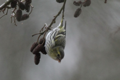 Sijs, ♀  5 Hortus Haren 21-3-2011