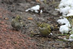 Sijs, ♀ en ♂  6 Groningen-stad 10-3-2013