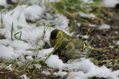 Sijs, ♀ en ♂  Groningen-stad 10-3-2013