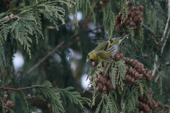 Sijs ♂  Hortus Haren 12-1-2010