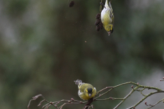 Sijs, ♂  Hortus Haren 21-3-2011