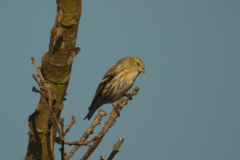 Sijs, ♀ -Texel 22-10-2011