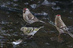 Sijs, ♀  en Grote bamsijs Groningen-stad 8-2-2018 b