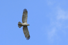 Slangenarend 1-Friesland 15-8-2011