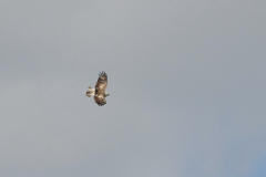 Slangenarend 6-Friesland 15-8-2011