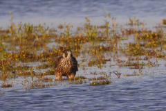 Slechtvalk, 1e kj. Lauwersmeer 28-8-2015