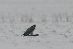 Slechtvalk, adult, Groningen-stad 9-1-2010