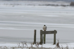 Slechtvalk, adult, Lauwersmeer 25-12-2010