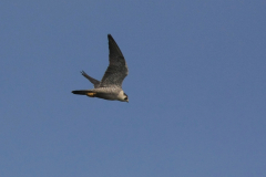 Slechtvalk, adult, Zuidlaardermeergebied 20-9-2014