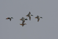 Slobeend 1-Lauwersmeer 22-4-2014