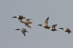 Slobeend 2-Lauwersmeer 22-4-2014