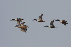 Slobeend 3-Lauwersmeer 22-4-2014