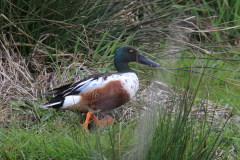 Slobeend-Zuidlaardermeergebied 28-4-2016