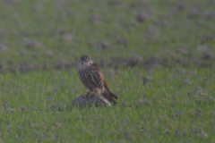 Smelleken 1 Groningen-kust 5-11-2011