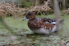 Smient, ♀  1 Groningen-stad 19-10-2020 b